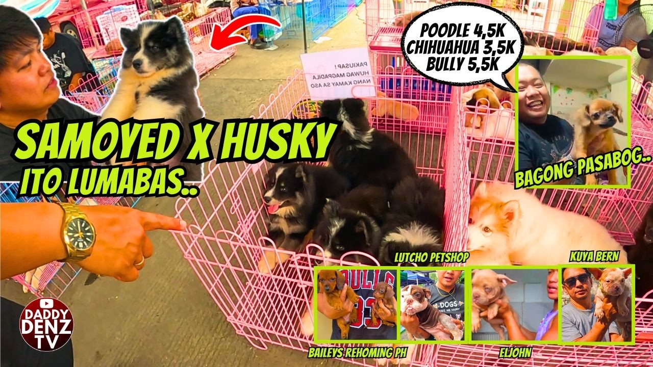 NAG MUKHANG COLLIE SILA..  / MAR. 22 @GROTTO PETS & LIVESTOCK MARKET