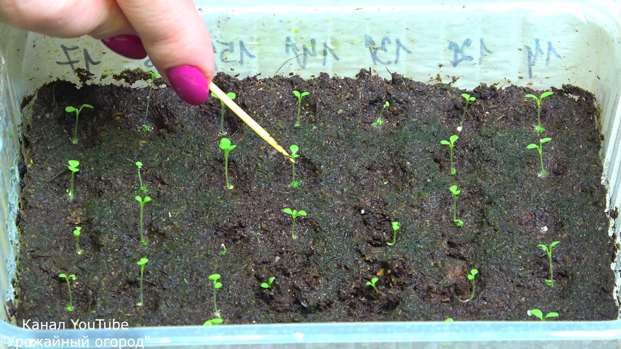 Почему погибла рассада петунии | Основные причины и советы