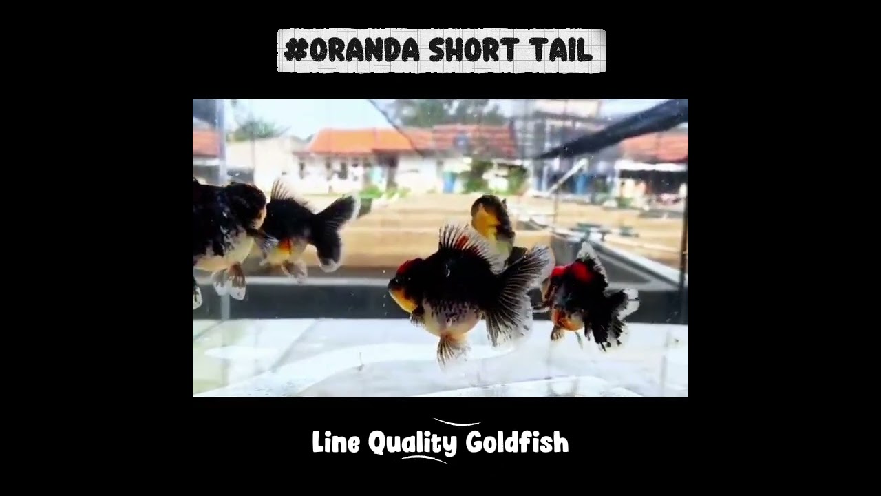 SHOW QUALITY ORANDA BREAKDOWN! CCB QGF Short Tail Goldfish from Renza Lahardjo (Future Champion)