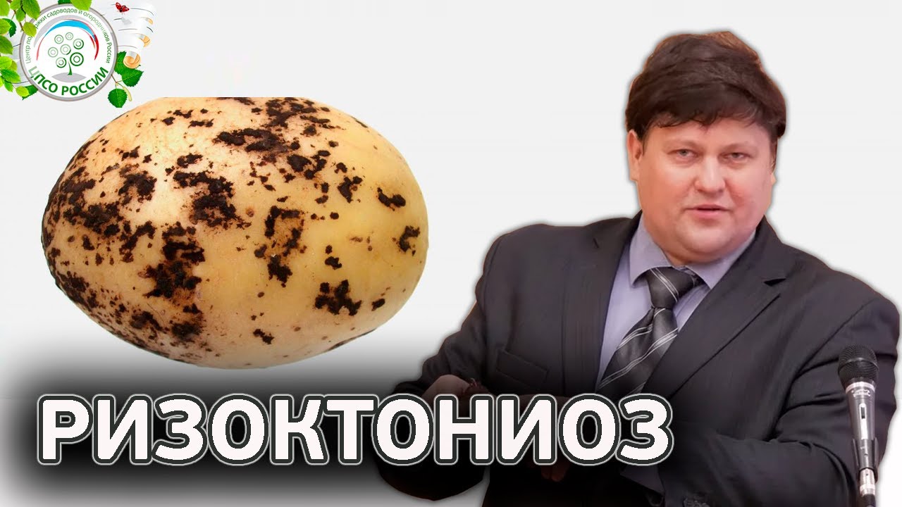 Ризоктониоз (черная парша). Болезни картофеля.
