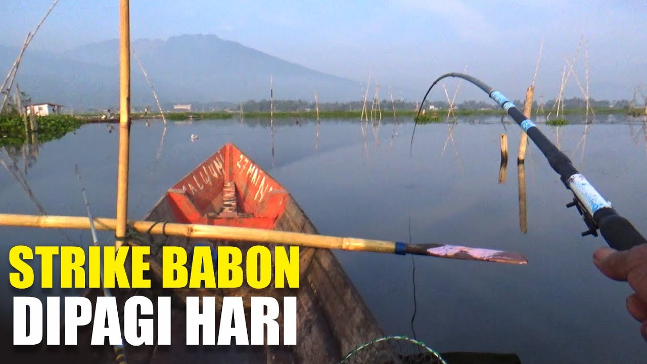 Pagi Hari Memang Waktu Emas! Strike Babon Gak Ada Ampun! #rawapeningterbaru