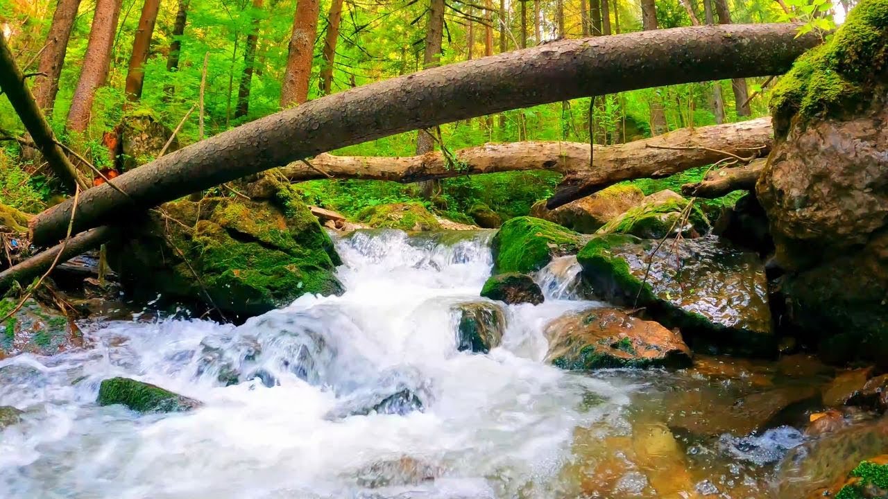 Звук реки, очищающий разум и тело, голос птицы [учеба, работа, сон, медитация, отдых, АСМР]