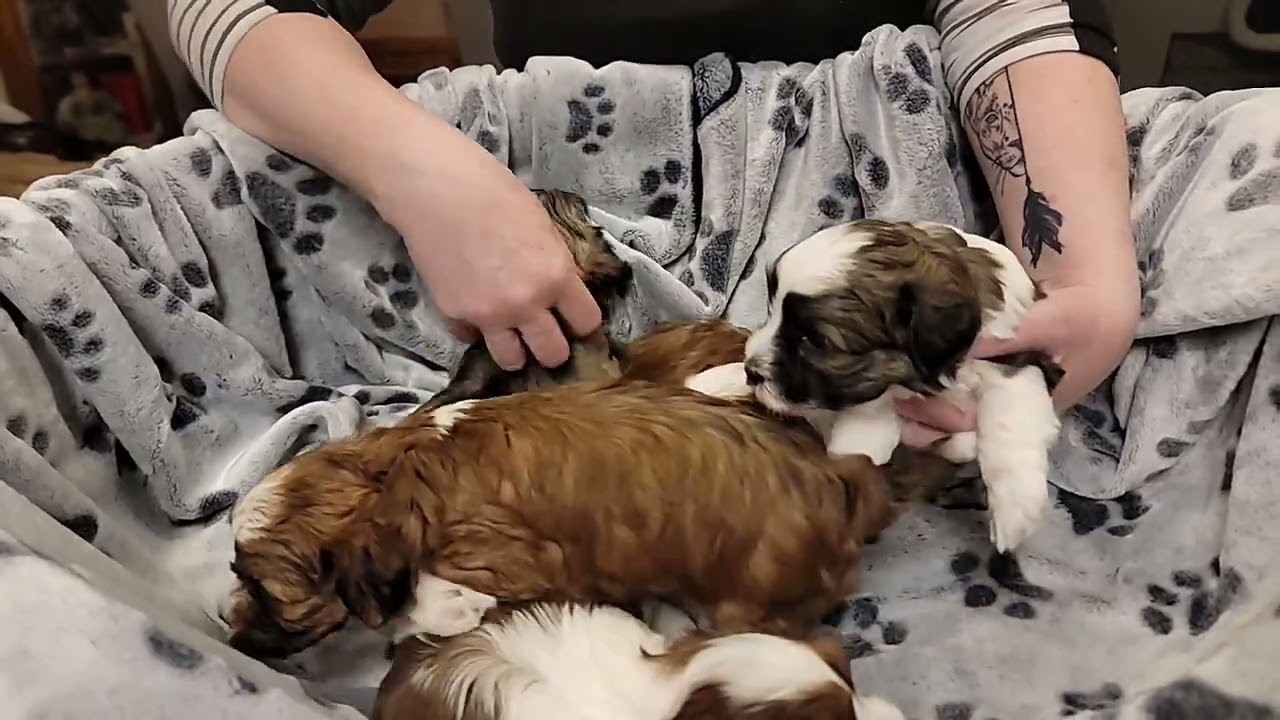 RiverHill Havanese puppies