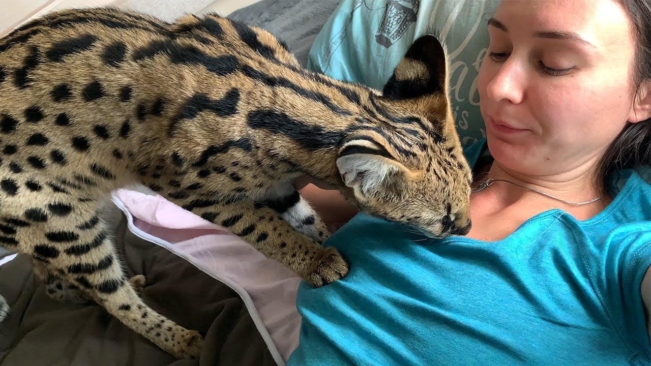 СЕРВАЛ НАСТОЙЧИВО ВЫПРАШИВАЕТ МОЛОКО