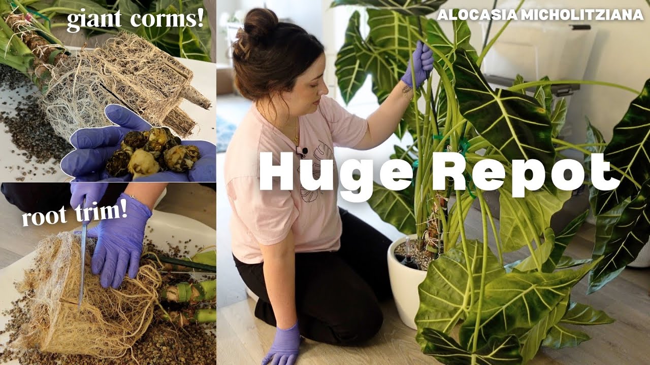 Massive Alocasia Micholitziana Repot & Chop? 🌿