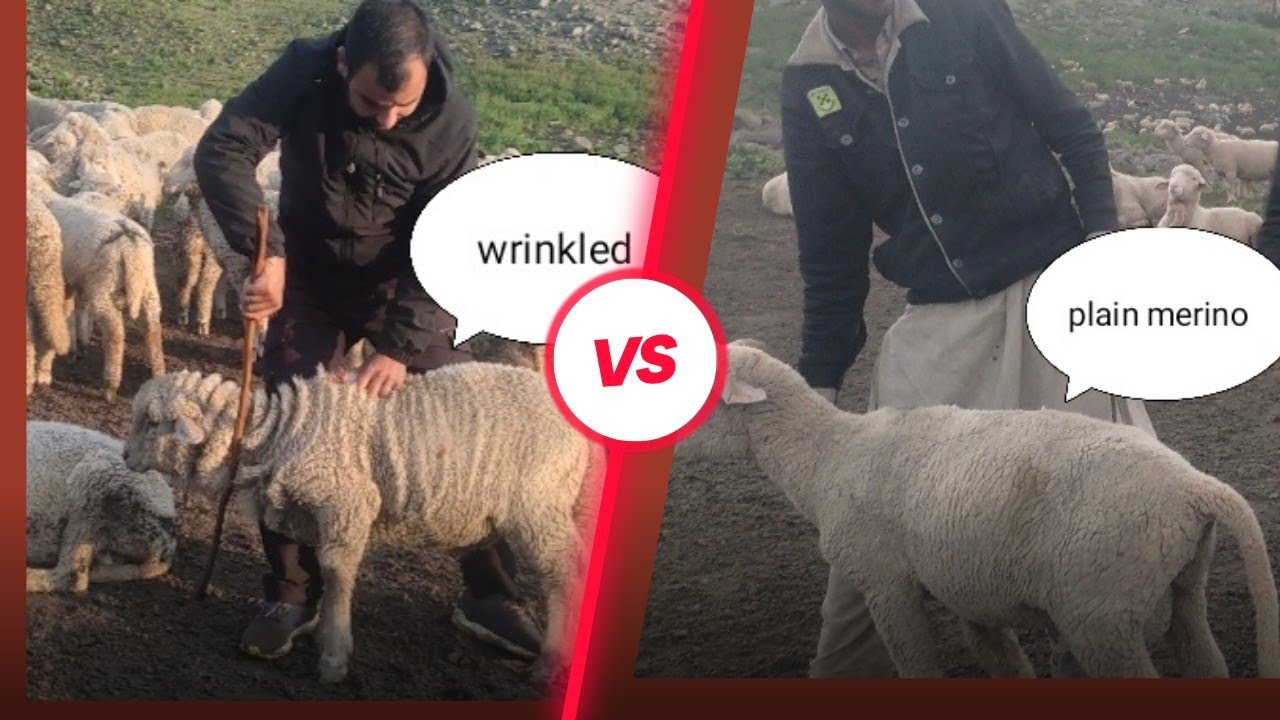 wrinkled or plain merino,kon sa acha ha.