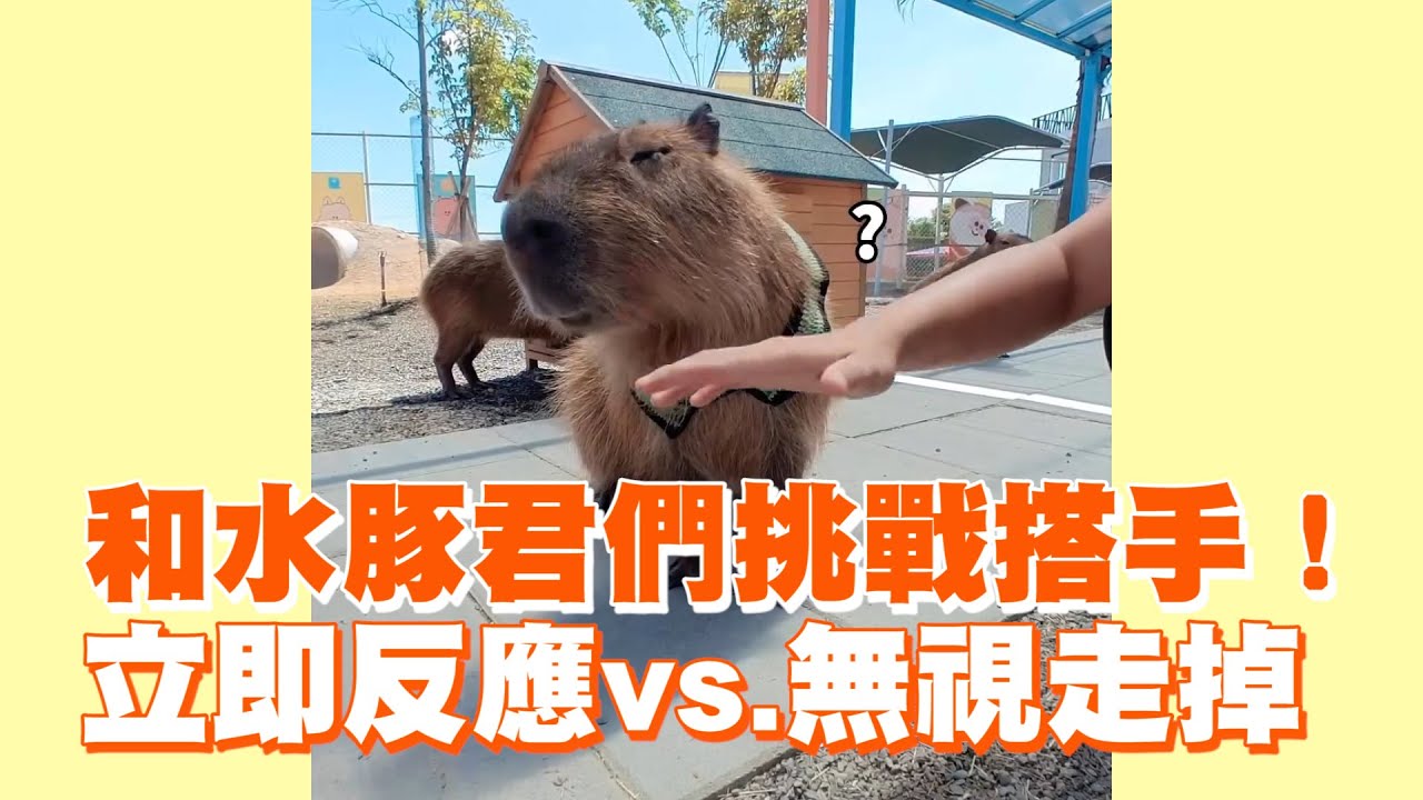 和水豚君們挑戰搭手！　立即反應vs.無視走掉 ｜#寵物雲