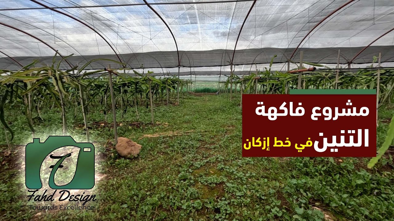 رحلة إلى عالم فاكهة التنين اكتشاف مشروع زراعتها في خط إزكان-آسفي