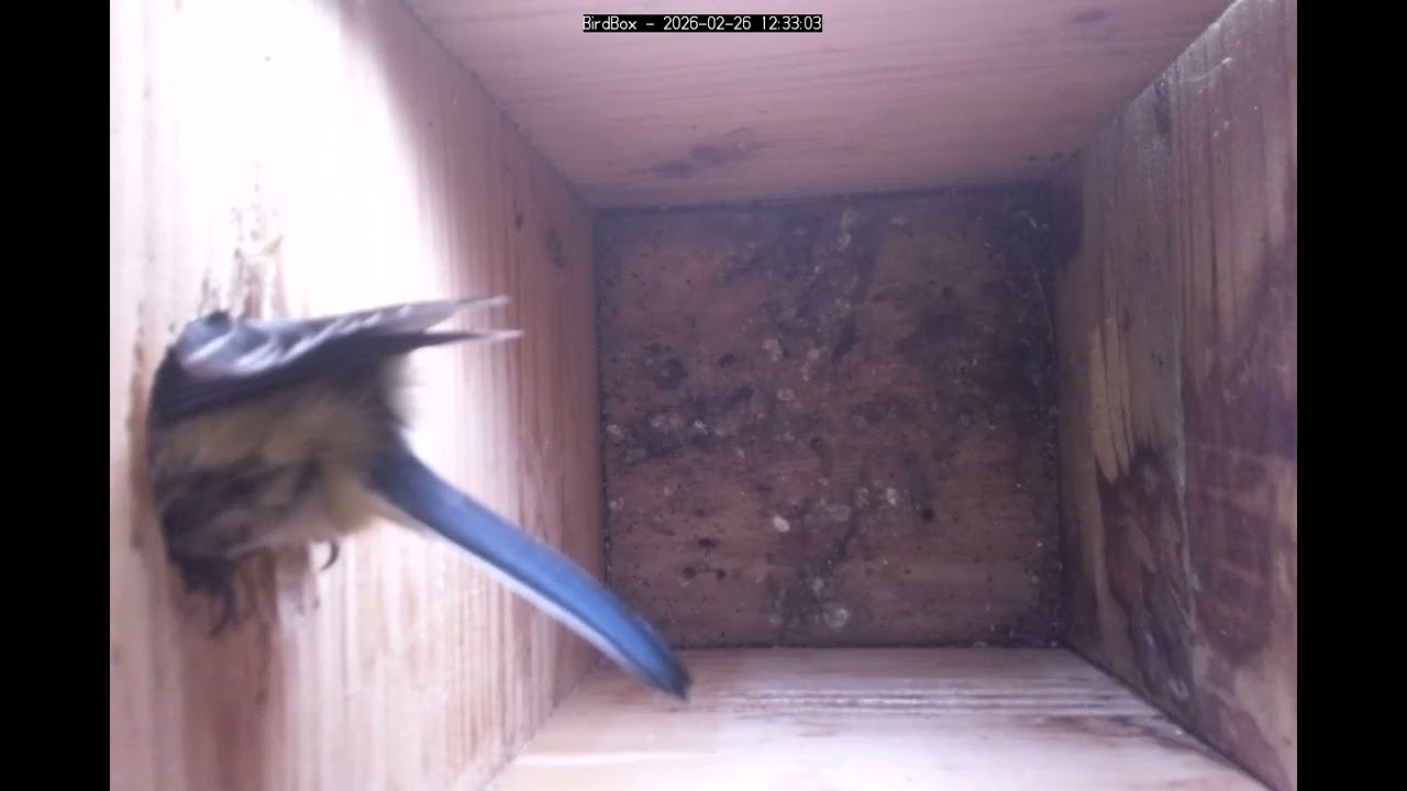 Birdbox - 2026-02-26