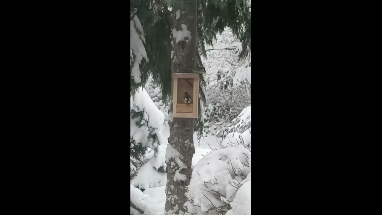 Linnud söögimajas toimetamas 