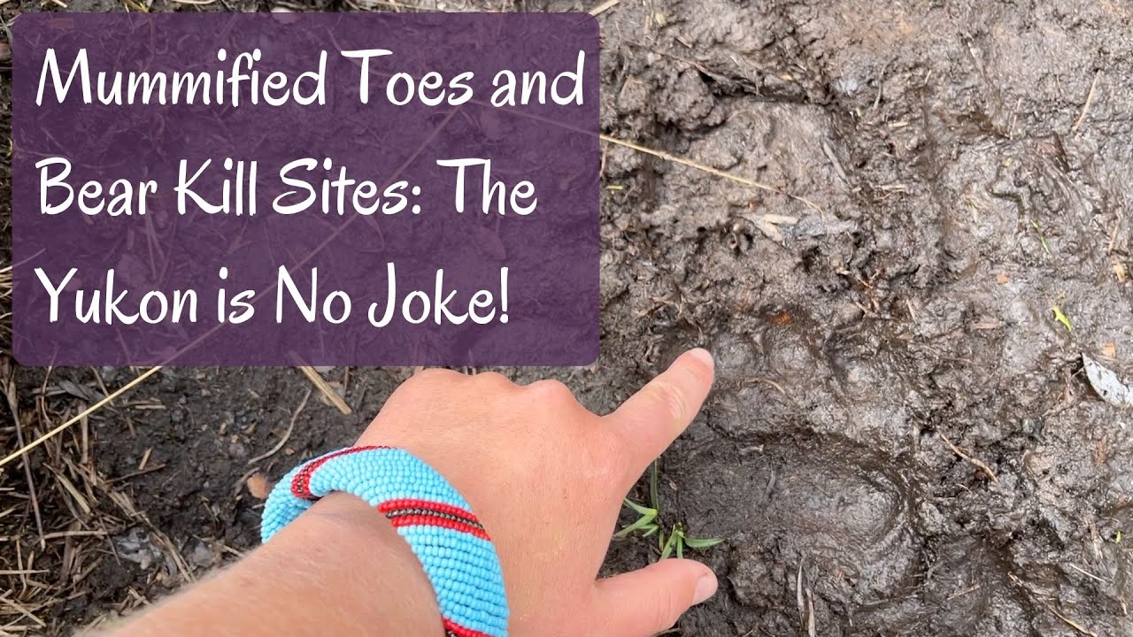 Turn Back Now: Too Many Bear Tracks for Comfort (Hiking in the Yukon)