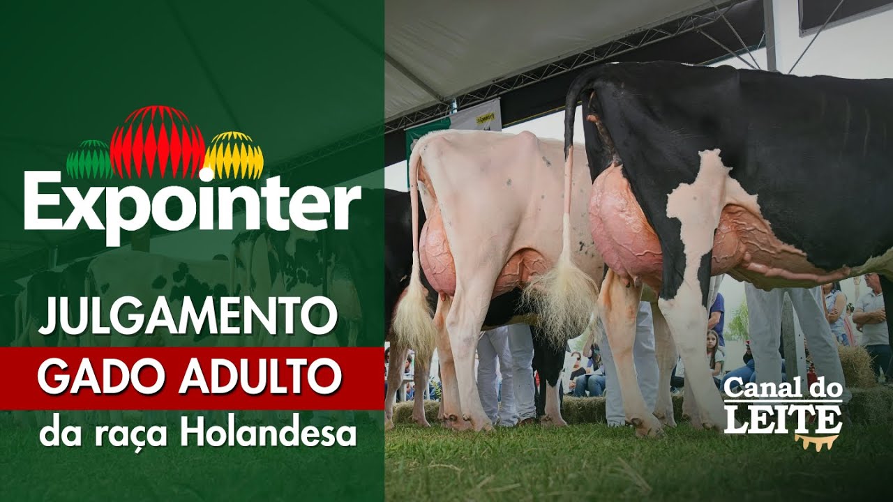 Expointer 2025 - Julgamento do Gado Adulto da Ra&ccedil;a Holandesa