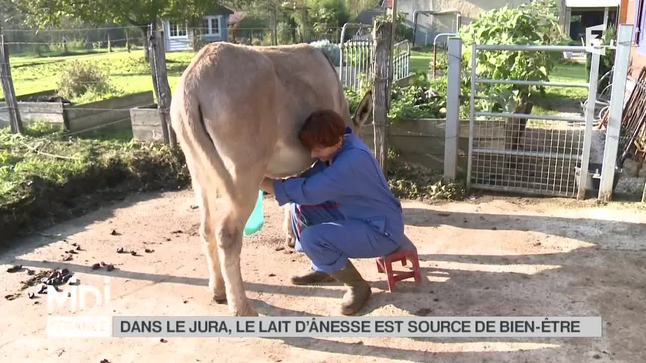 LA DÉCOUVERTE DE NATHALIE : Dans le Jura, le lait d'ânesse est source de bien-être