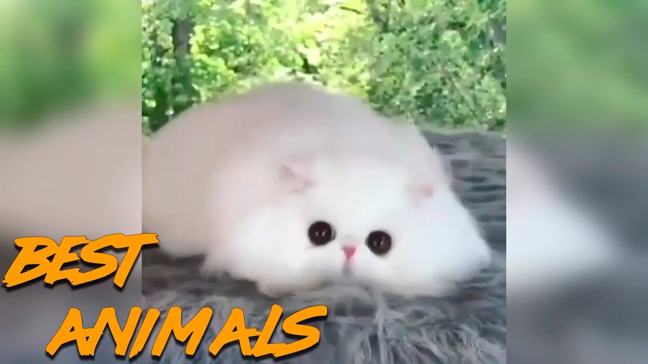 Best Animals Coub #1 | Лучшие кубы с животными #1 (Ноябрь 2018)