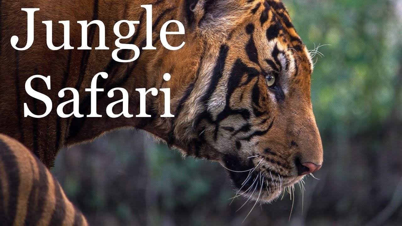 Jungle Safari I Van Vihar National Park I Tiger Safari I Bhopal I Zoo I Lake side Forest