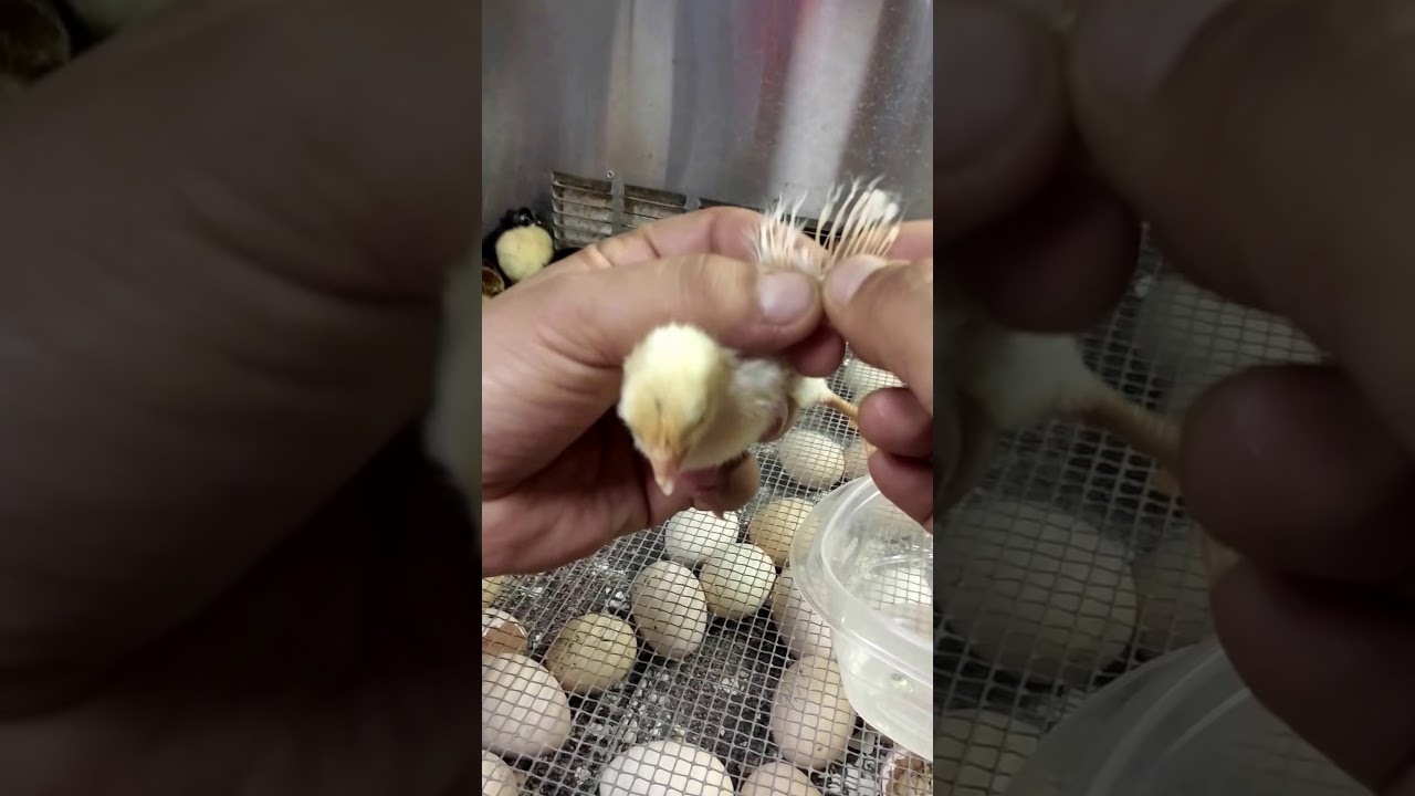Vent sexing and wing sexing day old chicks. quick and easy