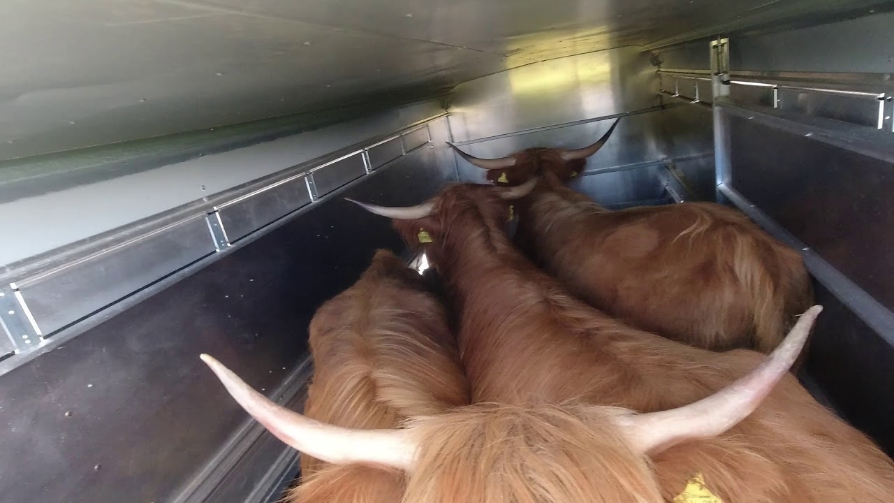 Wasser auff&uuml;llen, nach den K&auml;lbern sehen und der Einzug der drei neuen Hochlandrinder