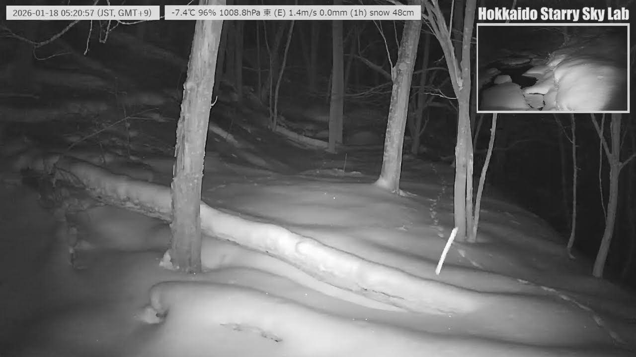 【2026/01/18-1】🐦北海道の沢と野鳥の声｜癒しの自然音ライブ｜Stream & Birds Sound