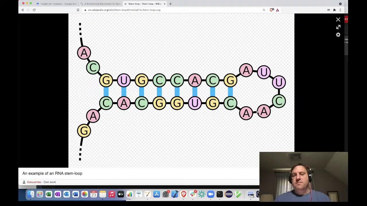 Mutational Mechanisms: Stem Loop Structures