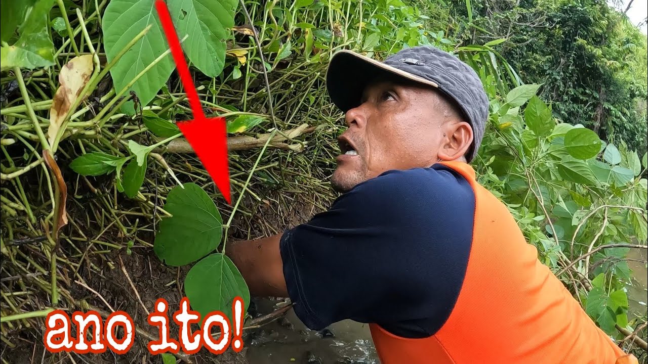 nagulat si master hindi talangka or dalag ang nakapa nya!ano kaya to!