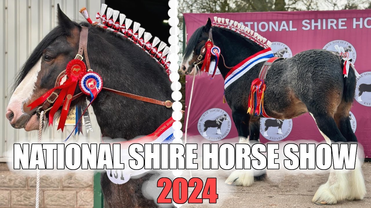 - NATIONAL SHIRE HORSE SHOW || 2024 - Champion Stallion!!