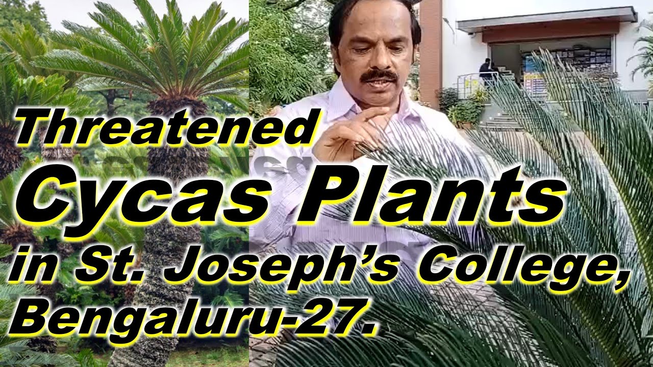 Cycas species | St. Joseph's College| Botany| Bengaluru| Endangered Plants| IUCN Red List| Sago|