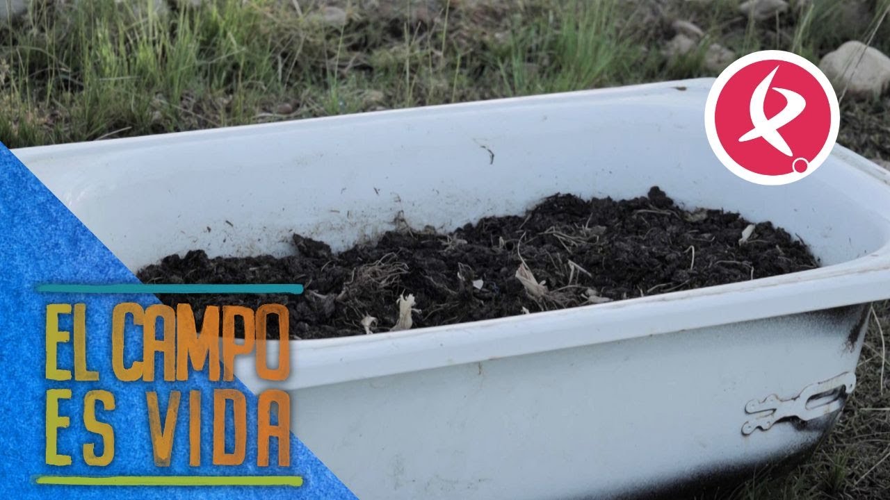 Las yeguas de Isabel y Lidia han arrasado con toda la siembra de maíz | El campo es vida