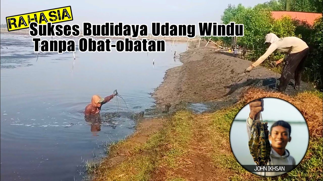 CARA SUKSES BUDIDAYA UDANG WINDU ALAMI TANPA OBAT-OBATAN