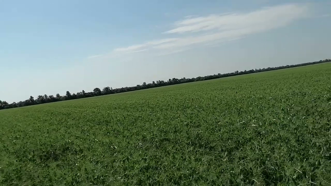 25.06.21. Горох. Прямой посев.