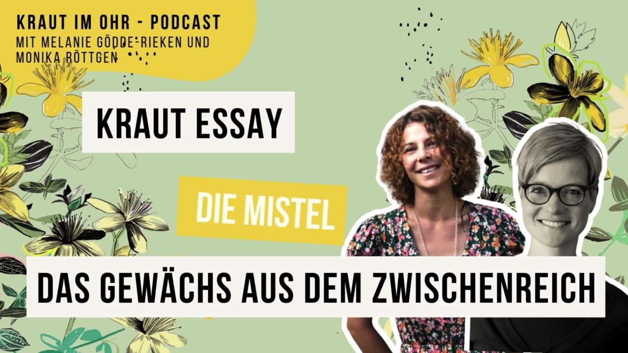 Kraut Essay: Die Mistel. Das Gewächs aus dem Zwischenreich