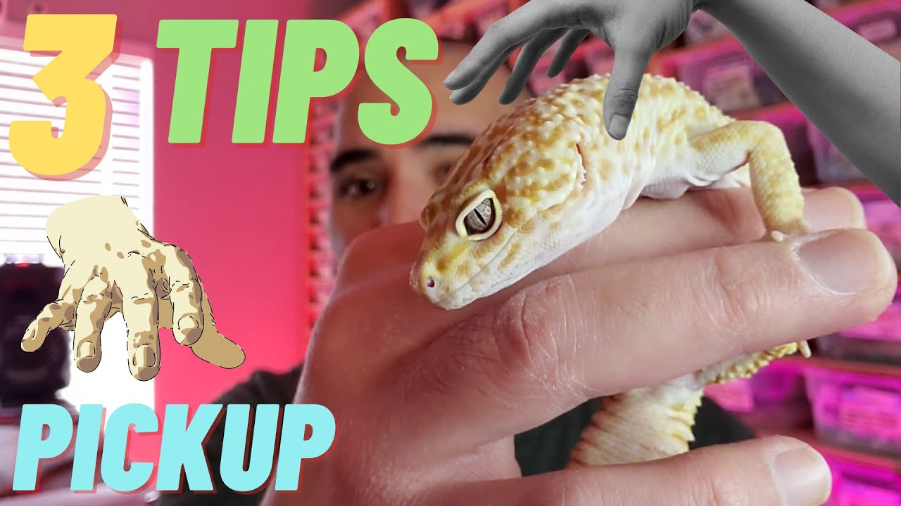 3 Tips to Pick Up your Leopard Gecko | 3 Ways | (2022)