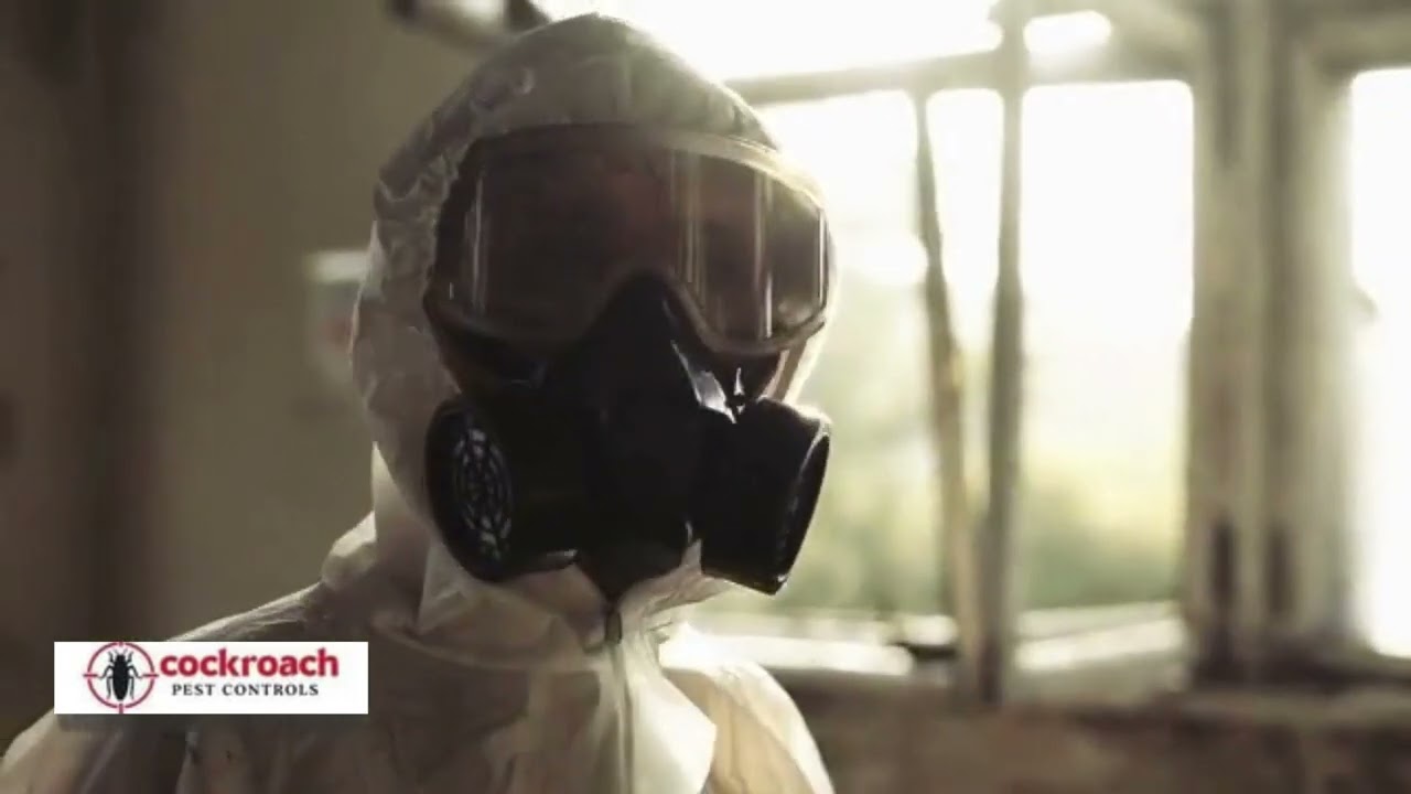 Professional Pest Control Experts in Action | Safe & Effective Home Protection