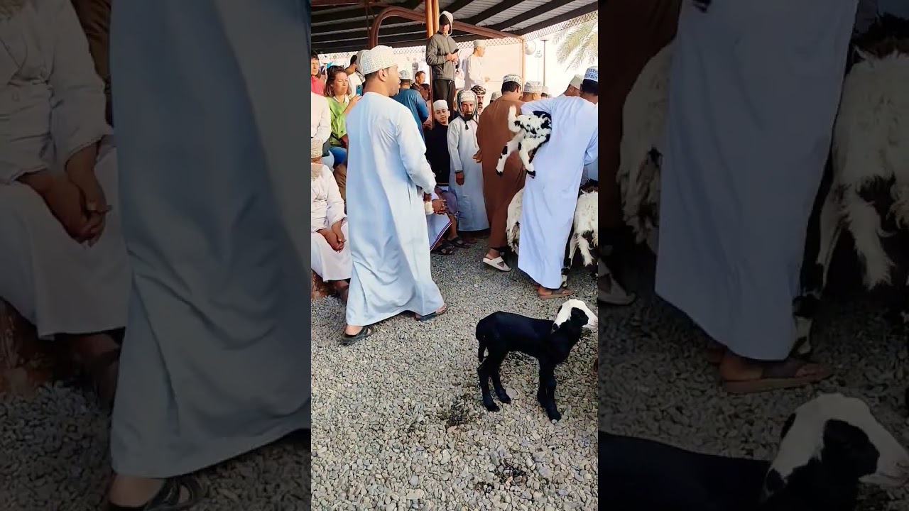new video oman nizwa 