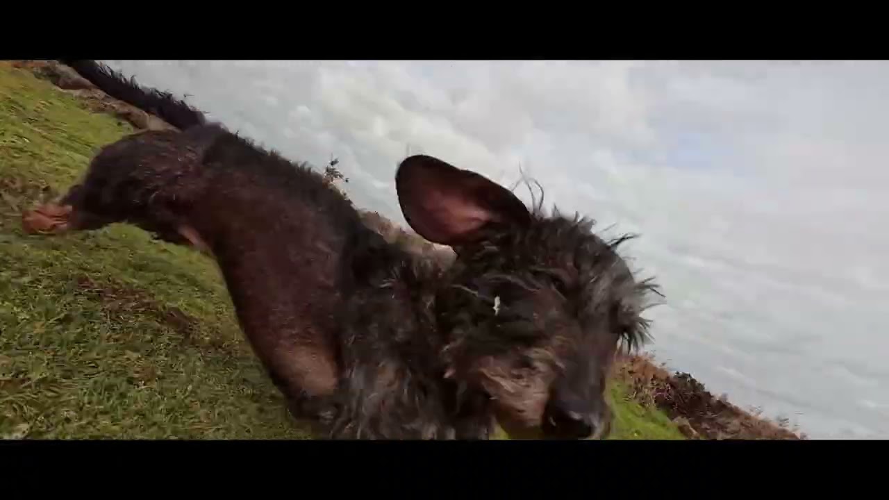Ambrose at windy Sutton Heath