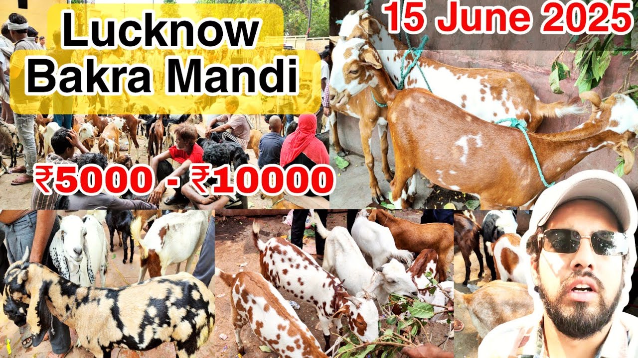 Lucknow Bakra Mandi 15 June 2025 अब बकरा मंडी में सिर्फ पालने वाले सस्ते बकरे और बकरियां मिलेंगी