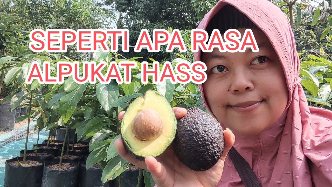 REVIEW HASS AVOCADO FROM 1200 MDPL INDONESIA