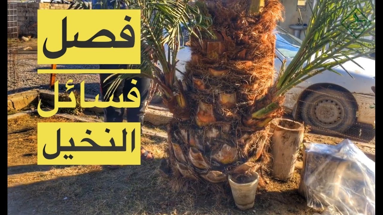 فصل فسائل النخيل