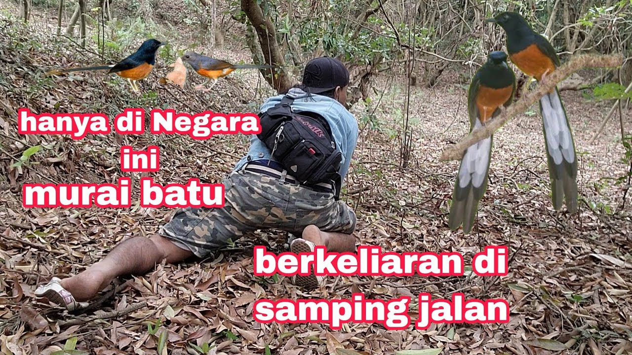 ngebolang di samping jalan berjumpa burung murai sejinak ini....