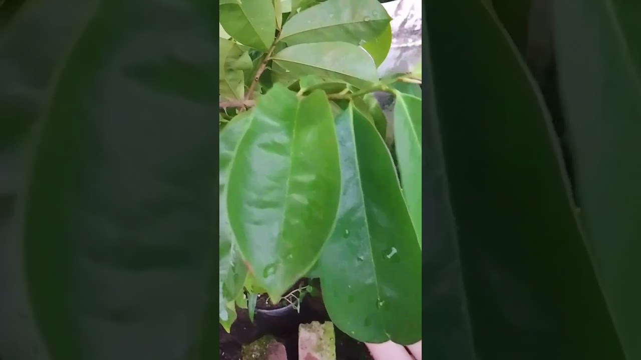 PRAKTIKUM LAPANGAN MENGIDENTIFIKASI CIRI-CIRI MAGNOLIOPSIDA DAN LILIOPSIDA