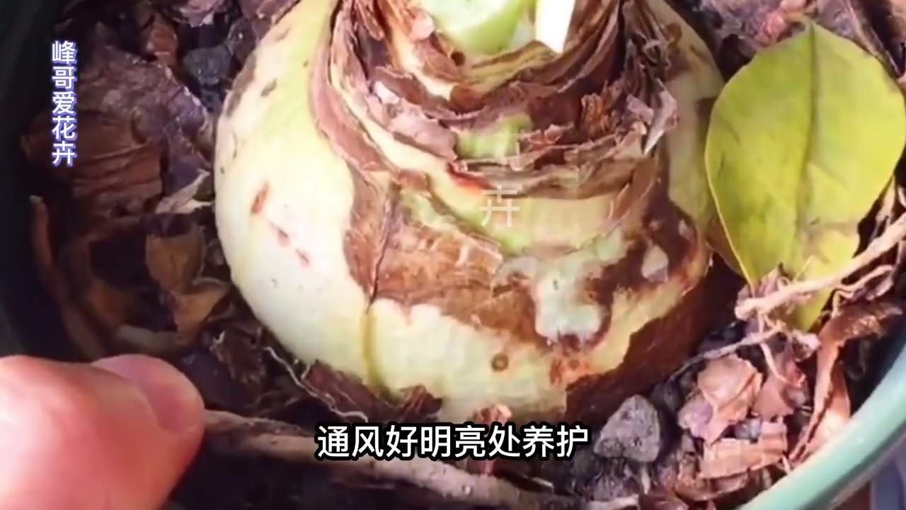 详细讲解朱顶红两种强制休眠方法，现在动手春节前后就可以开花