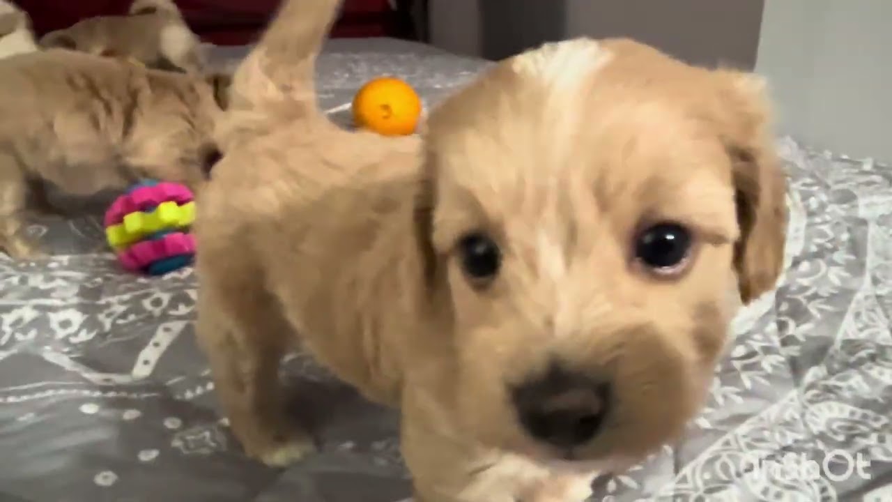 Maltipoo puppies play and jump