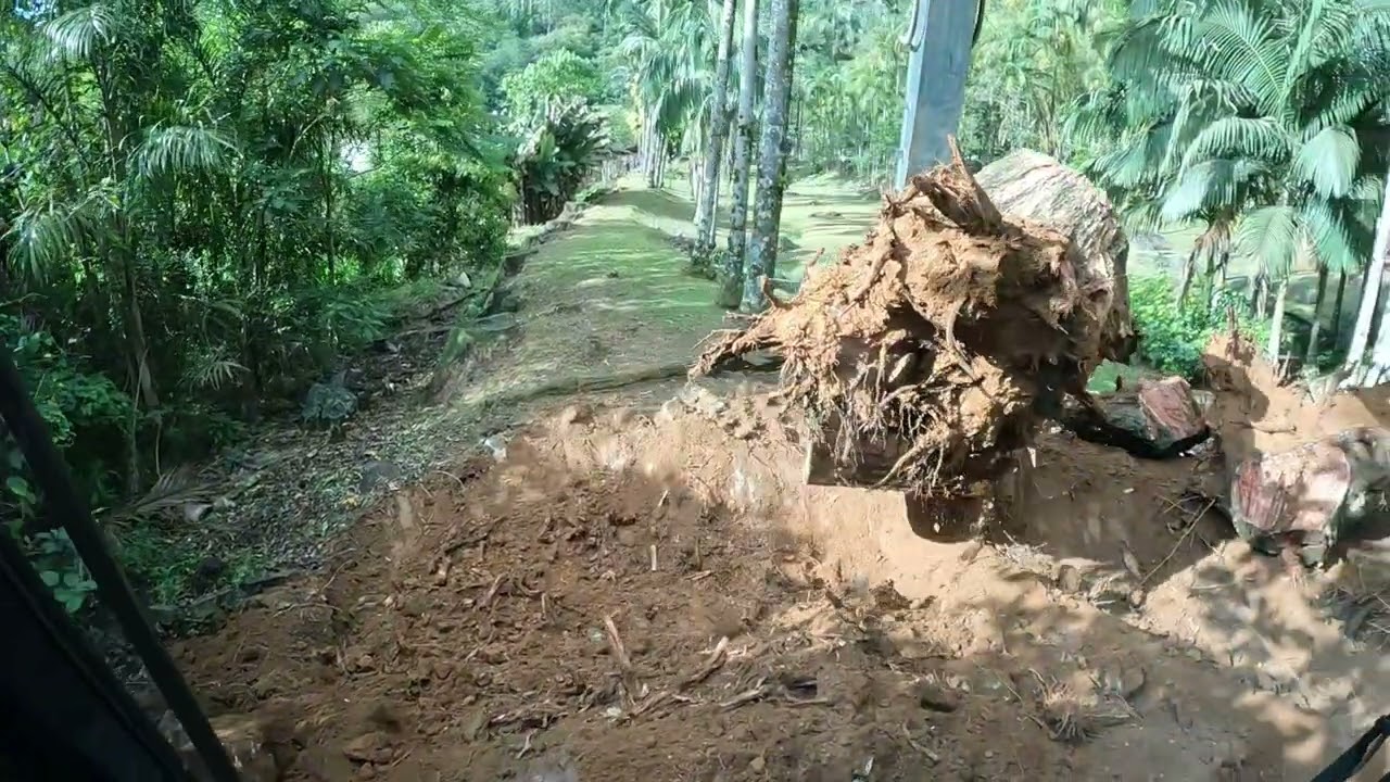 Escavadeira arrancando tocos GIGANTESSSS