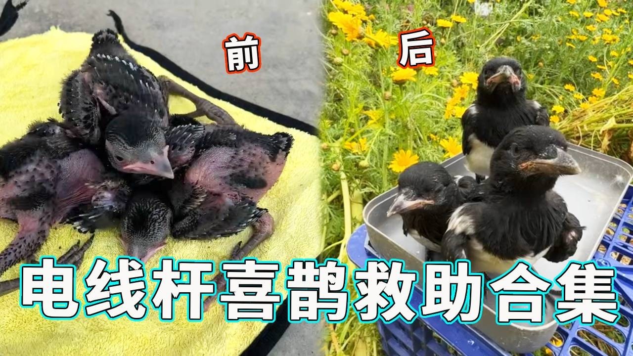【救助合集】电线杆救下的小喜鹊，如今实现逆袭成长，放生那一刻破防了！【天下一场梦】