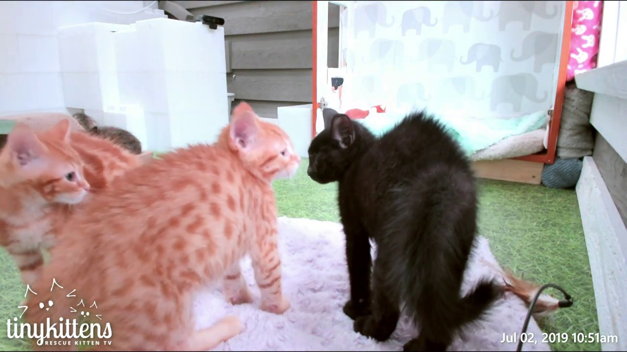Terrifying Crab Puff Kitten Standoff!  TinyKittens.com