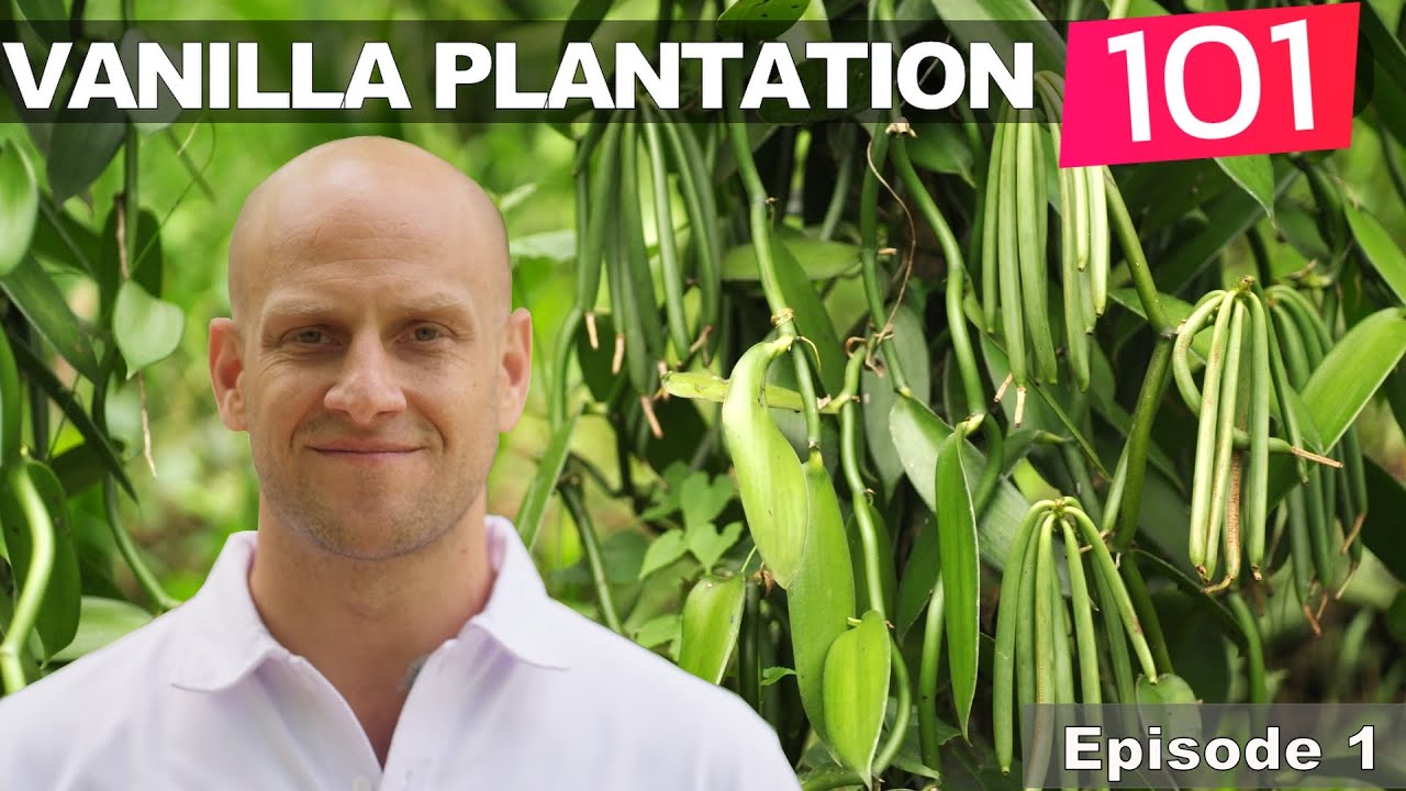 Perkebunan Vanili 101: Persiapan Lahan (Episode 1)