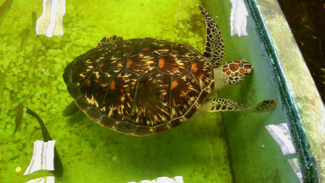 Visiting a Salt Water Fish Farm in Krabi, Thailand | HD Video