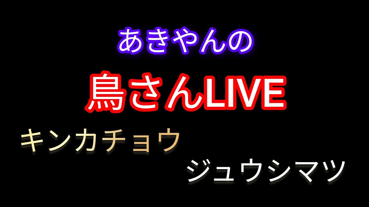 2026/01/21/ピッカーニャとハツモト男ペア配信