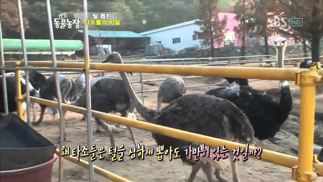 TV 동물농장 487회_10