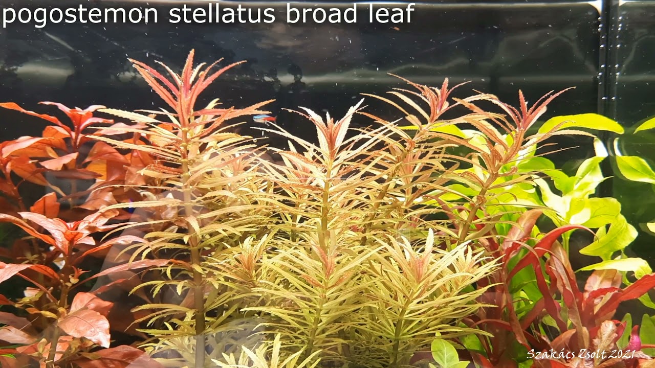 pogostemon stellatus broad leaf