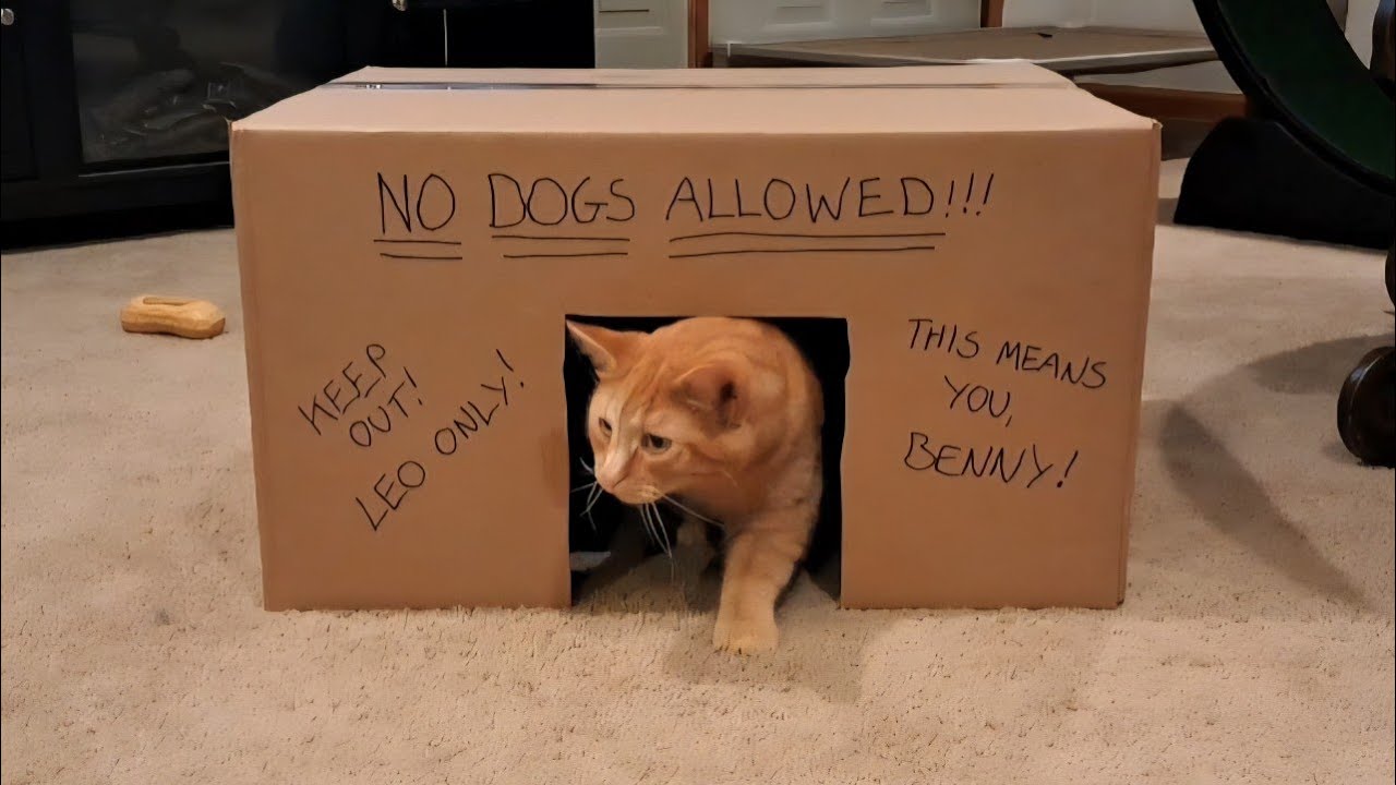 Leo's world 